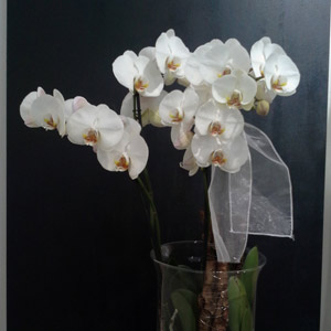 Das Blümchen - Blumen und Mehr: Blumen, Topfpflanzen, Geschenkartikel, Duftkerzen, Raumdüfte, dekorierte Blumenstöcke: weiße Orchidee